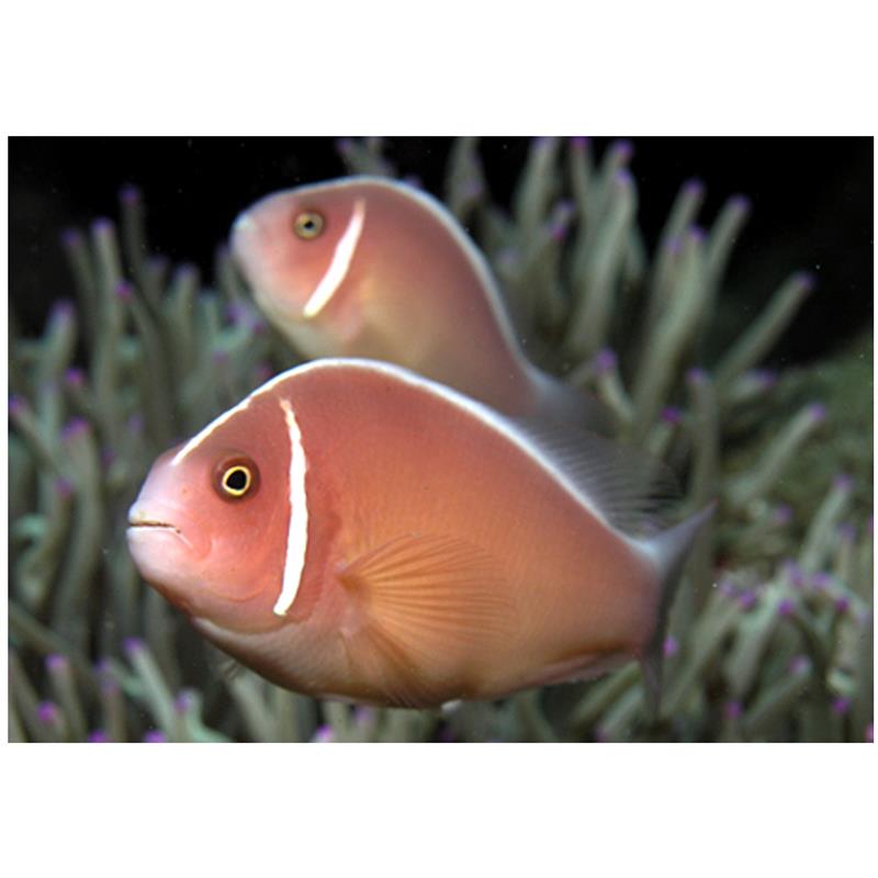 Amphiprion perideraion (Pink Skunk Clownfish) - imagine 4